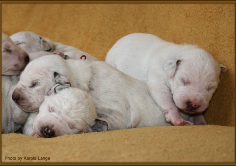 Impressionen 1. Lebenswoche Christi ORMOND F - Wurf