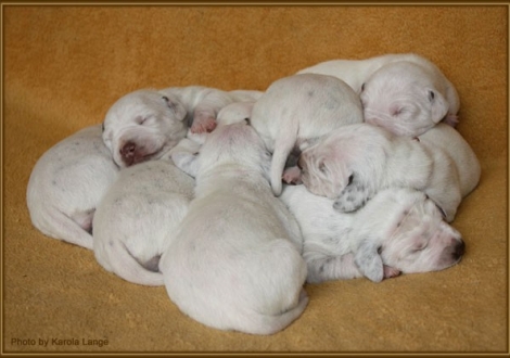 Impressionen 1. Lebenswoche Christi ORMOND F - Wurf