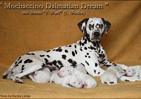 Mochaccino Dalmatian Dream mit ihrem Christi ORMOND F - Wurf 1. Lebenswoche