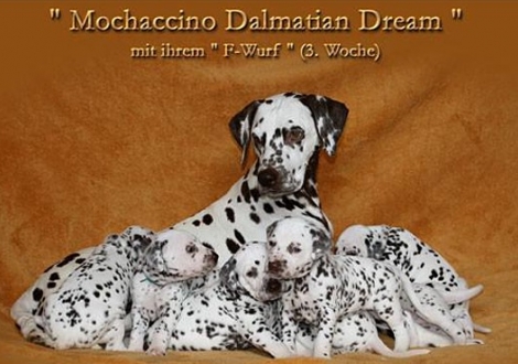 Mochaccino Dalmatian Dream mit ihrem Christi ORMOND F - Wurf 3. Lebenswoche