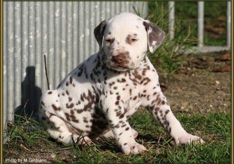 Rüde Nr. 1 / Halsband hellblau