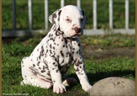 Rüde Nr. 2 / Halsband blau