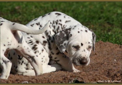 Rüde Nr. 3 / ohne Halsband