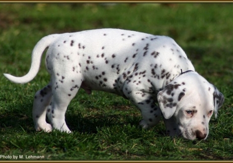 Rüde Nr. 4 / Halsband schwarz