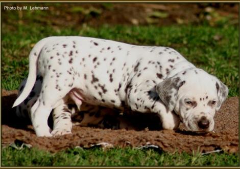 Rüde Nr. 5 / Halsband türkis