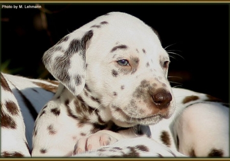 Hündin Nr. 1 / ohne Halsband