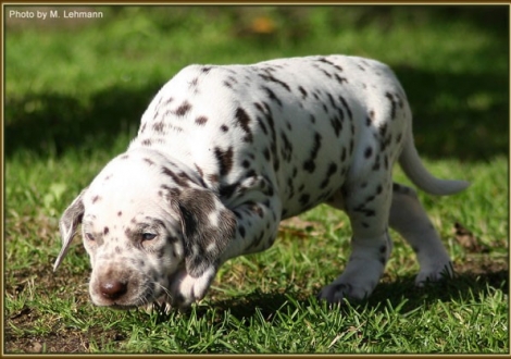 Hündin Nr. 2 / Halsband orange