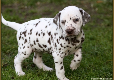 Hündin Nr. 3 / Halsband rosa
