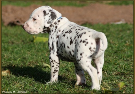 Rüde Nr. 2 / Halsband blau