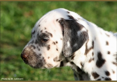 Hündin Nr. 2 / Halsband orange
