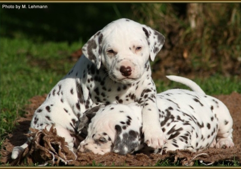 Rüde Nr. 2 / Halsband blau (oben) und Hündin Nr. 3 / Halsband rosa (unten)