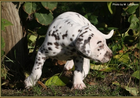 Hündin Nr. 1 / ohne Halsband