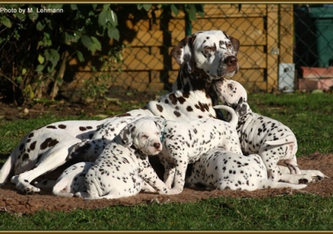 Christi ORMOND`S und Mutter Mochaccino Dalmatian Dream