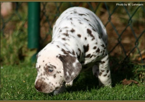 Hündin Nr. 2 / Halsband orange