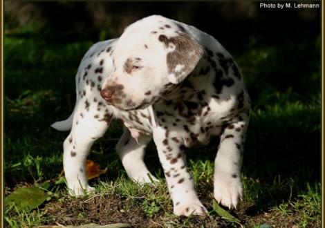 Rüde Nr. 1 / Halsband Hellblau