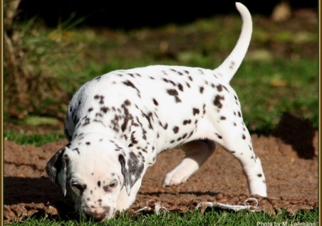 Hündin Nr. 3 / Halsband rosa