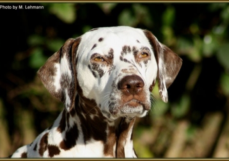 Mutter Mochaccino Dalmatian Dream