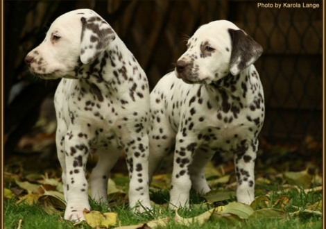 Christi ORMOND Final Destination (left) and Christi ORMOND Forever Fable (right)