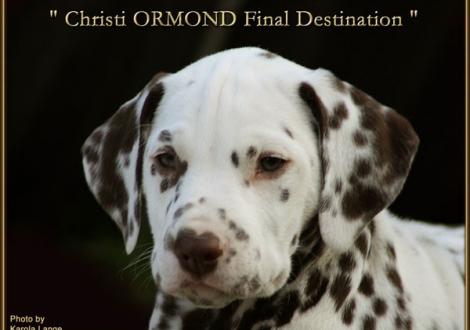 Christi ORMOND Final Destination