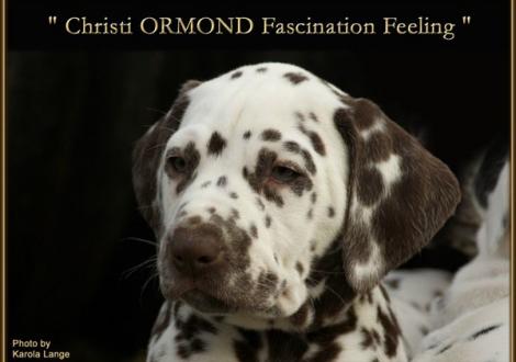 Christi ORMOND Fascination Feeling