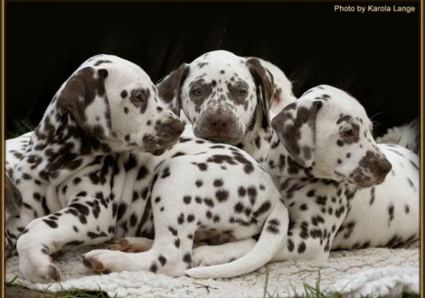 Christi ORMOND First Fairytale (left), Christi ORMOND Famous Flame (mitte) and Christi ORMOND Forever Fable (right)