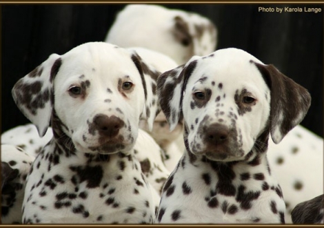 Christi ORMOND Finest Fire (links) und Christi ORMOND Forever Fable (rechts)