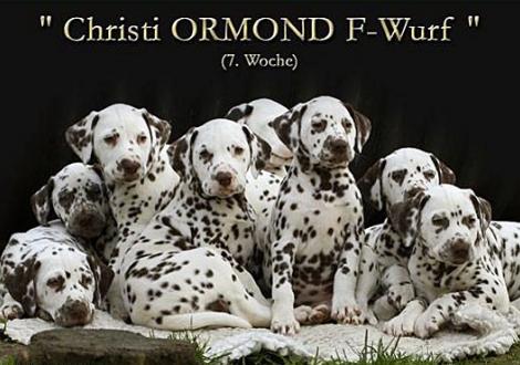 Christi ORMOND F - Wurf 7. Lebenswoche