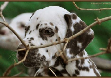 Christi ORMOND First Fairytale (called Hope) stays in the Kennel Christi ORMOND Dalmatian