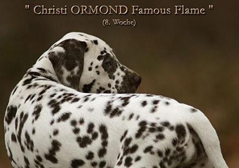 Christi ORMOND Famous Flame (called Pheebie) 8th week of life