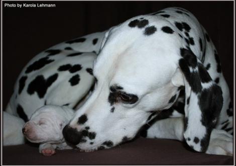 Vater Spotnik`s First Farao For Ormond (genannt Farao) & seiner Tochter Hündin Nr. 1