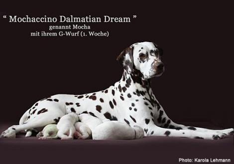 Mochaccino Dalmatian Dream mit ihrem Christi ORMOND G - Wurf 1. Lebenswoche