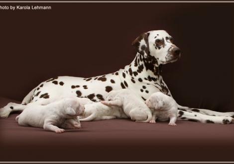 Mother Mochaccino Dalmatian Dream (called Mocha) with her puppies 2nd week of life