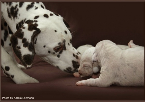 Niece Shining Star vom Teutoburger Wald (called June), also welcomed the puppies.