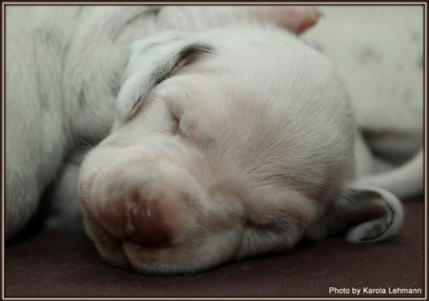 Male No. 3 / Collar green (color white - liver)