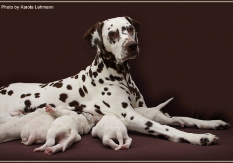 Mother Mochaccino Dalmatian Dream (called Mocha) with her puppies