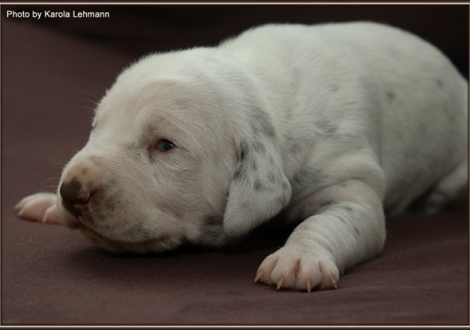 Female No. 1 / without Collar (color white- liver)