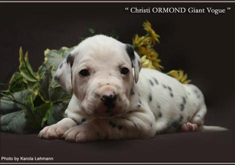 Rüde Nr. 1 / ohne Halsband (Farbschlag weiss - schwarz)