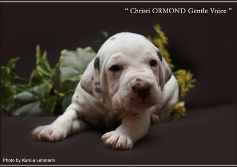 Rüde Nr. 2 / ohne Halsband (Farbschlag weiss - braun)