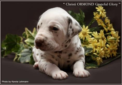 Rüde Nr. 3 / Halsband grün (Farbschlag weiss - braun)