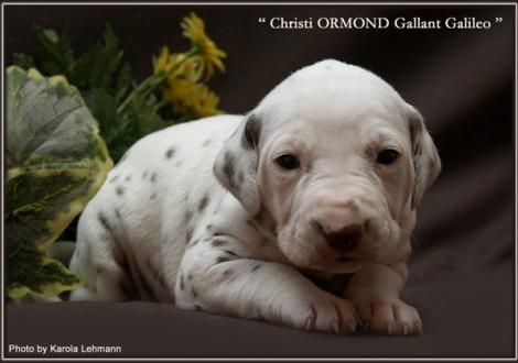 Rüde Nr. 4 / Halsband schwarz (Farbschlag weiss - braun)