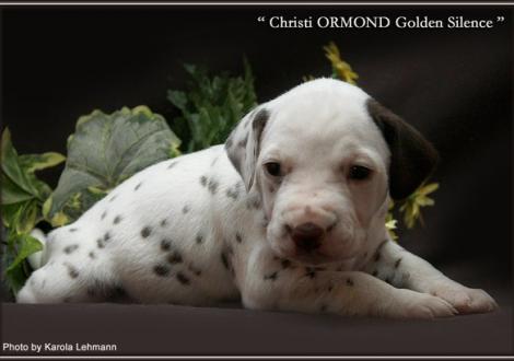 Rüde Nr. 5 / Kopf - Ohren - Platte (Farbschlag weiss - braun)