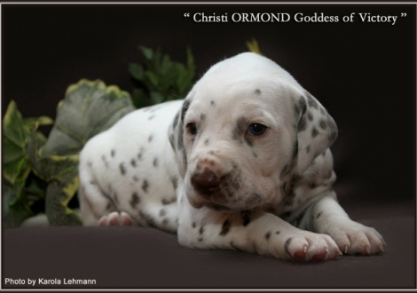 Hündin Nr. 1 / ohne Halsband (Farbschlag weiss - braun)