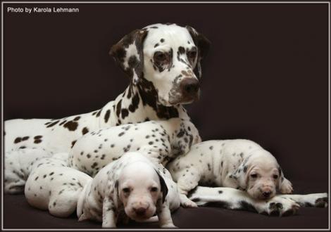 Mutter Mochaccino Dalmatian Dream (genannt Mocha) mit ihren Welpen 3. Lebenswoche