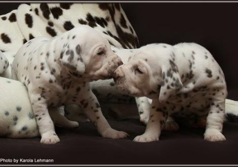 links Christi ORMOND Grateful Glory und rechts Christi ORMOND Goddess of Victory