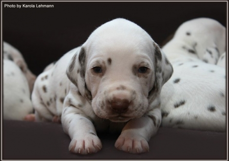 Christi ORMOND Grateful Glory