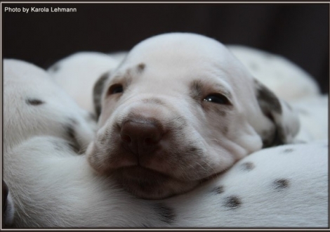 Christi ORMOND Grateful Glory