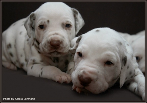 links Christi ORMOND Grateful Glory und rechts Christi ORMOND Gentle Voice