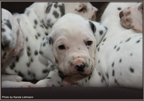 Christi ORMOND Gaint Vogue