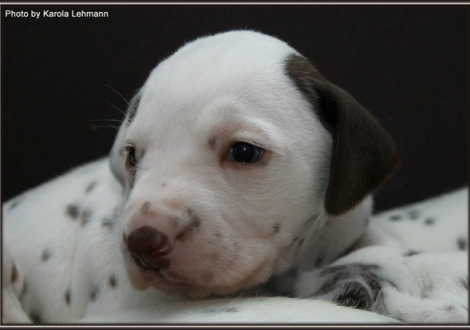 Christi ORMOND Golden Silence