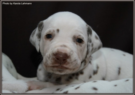 Christi ORMOND Grateful Glory